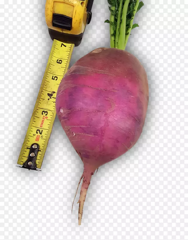 ��˸��߲��ܲ�ʳ�ܲ���Ҷˮ��-������