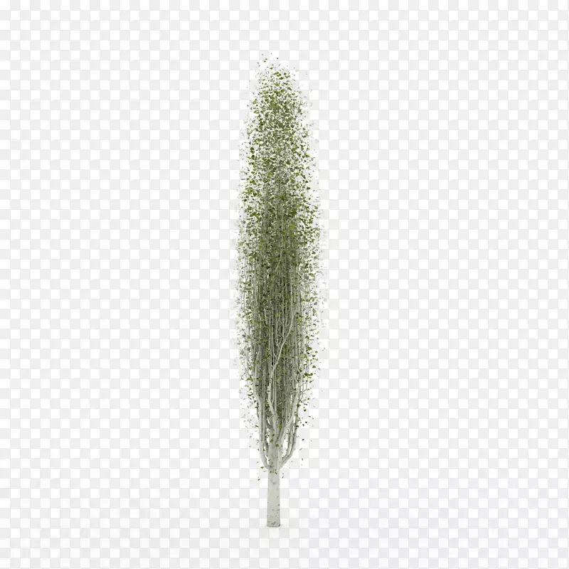 ����ֲ���ͥ��������-������