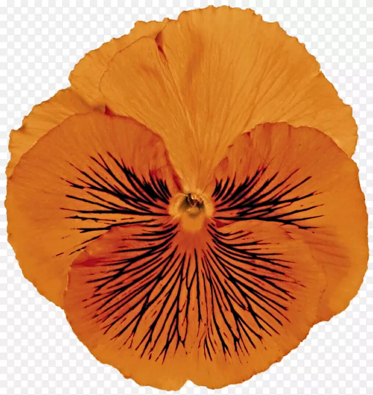 ��Ҷ�ݿ���ֲ�ﻨ��������-������