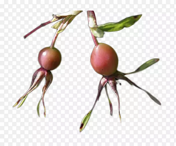 õ��ԡ��õ���õ��ͼƬõ�廨-������