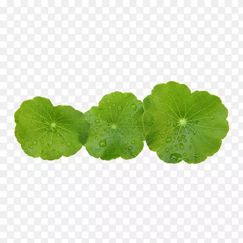 ��ѩ�ݽ������ȡ��-«��Ҷ-������