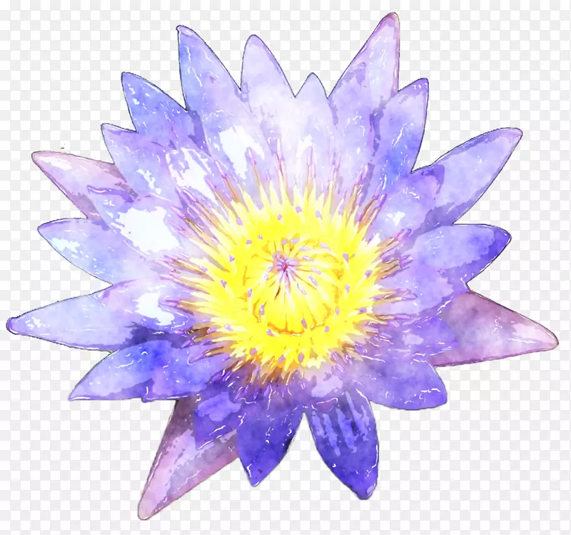 ˮ�ʻ�����������-ˮ�ʻ���Ҷ-������