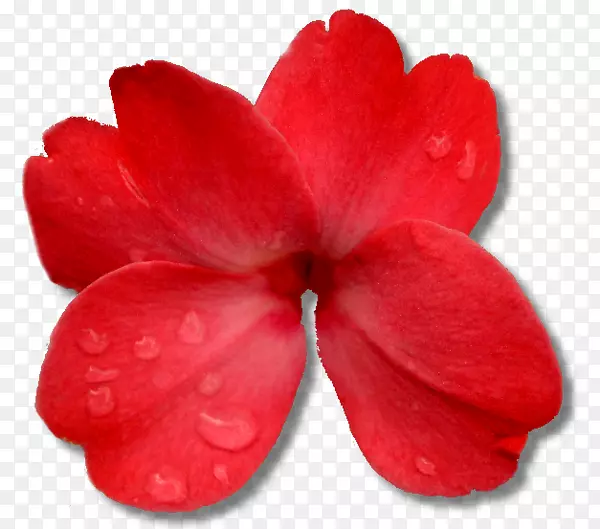 ����ֲ�ﻨ��ݱ�ֲ�ﴺ-������-������