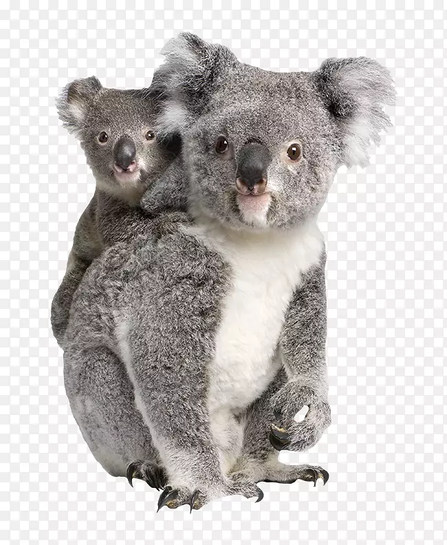 �������԰����/��������-�ֹ���-������