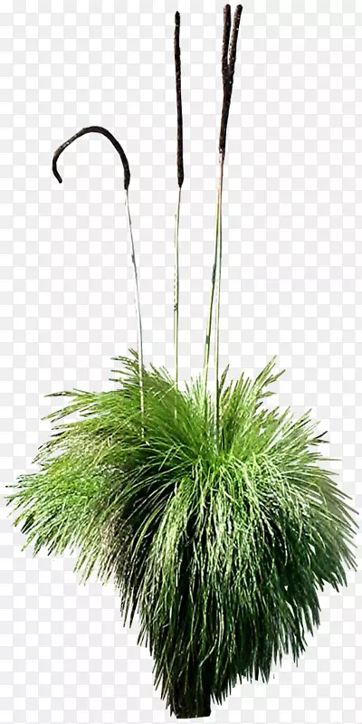 ������ֲ��-�Ӿ�����Ⱥ-������