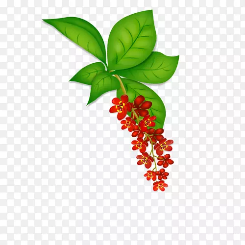 Ҷֲ�ﾥ����ֲ��-������