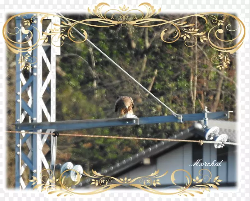 ������֦�������ѹ�Ӣ-������