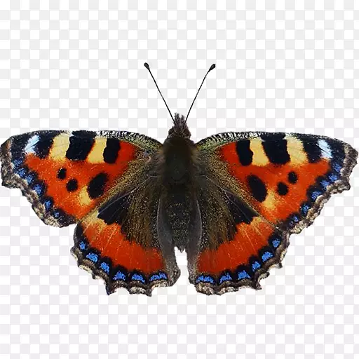 ��������С���-С����-������