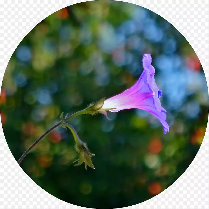 ����ֲ�ﻨ�꿪��ֲ��Ҷ-��̫��ʯΪ������������Ӱ-������