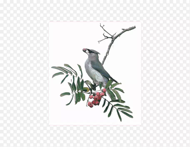 ������๣���֦����ë-һֻ����-������