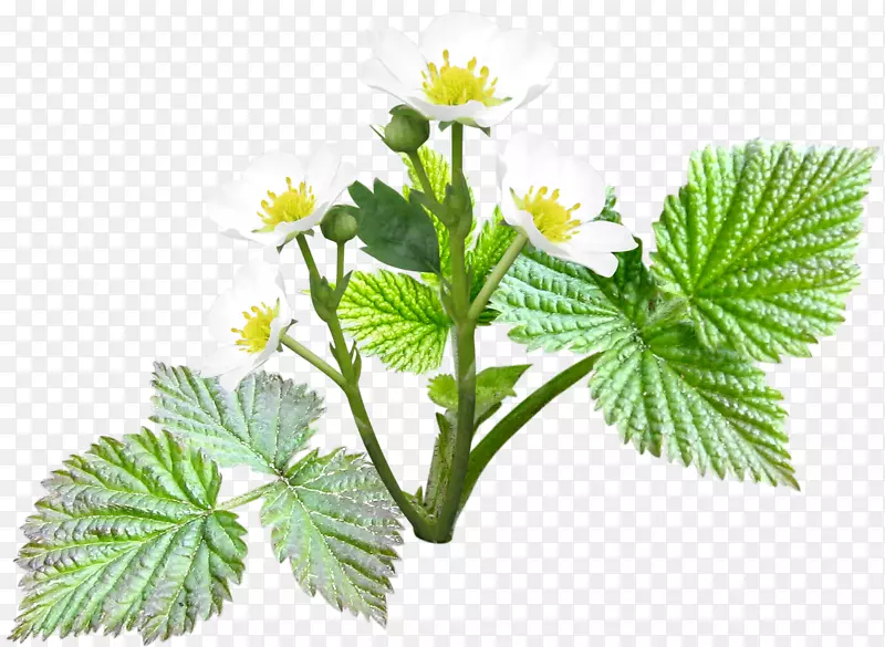 �ջ��츲����-������