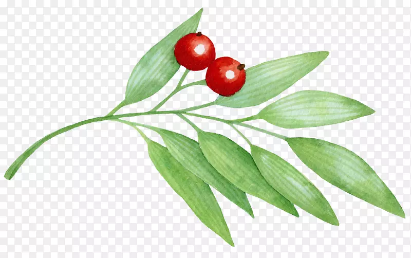 ӣ��ݮͼ��-ӣ��-������