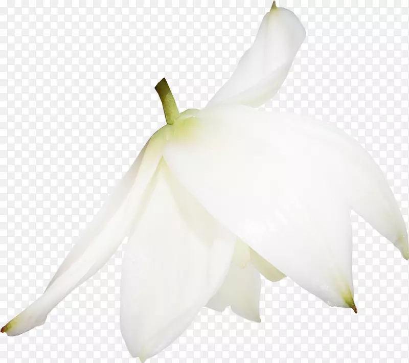 ����ֲ�ﻨ��-������