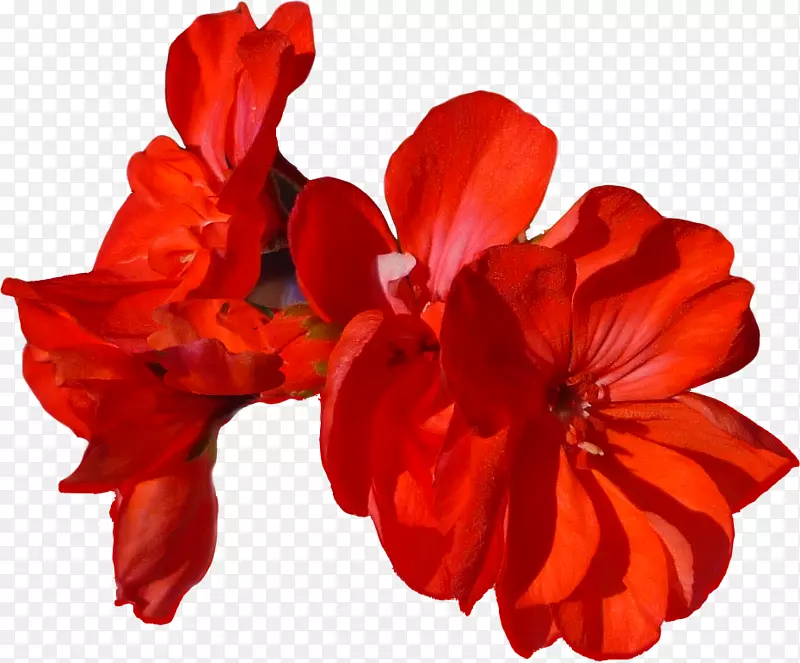 �л�������ֲ����껨-������