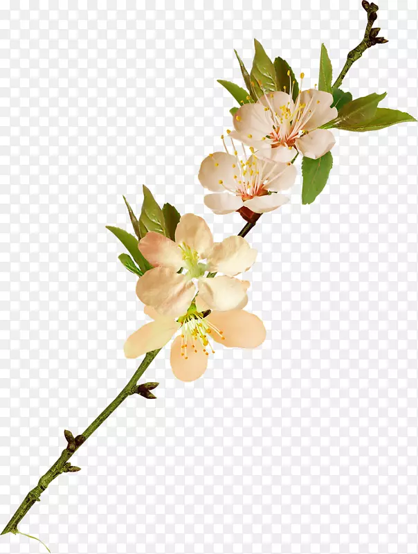 ������Ӱ-������