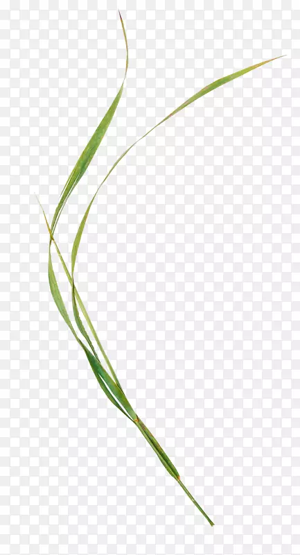 �����Ҷֲ�ﾥҶ-������