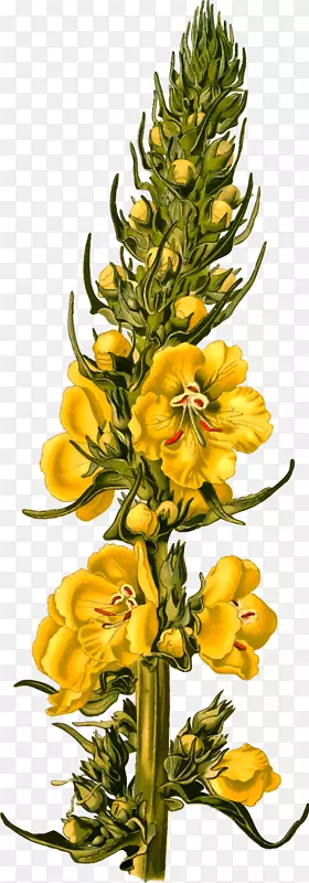 ҩ��ֲ������-ֲ��-������