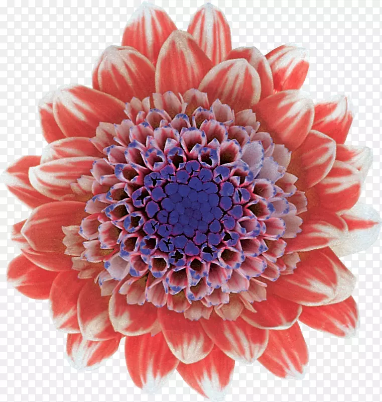 �л���-������