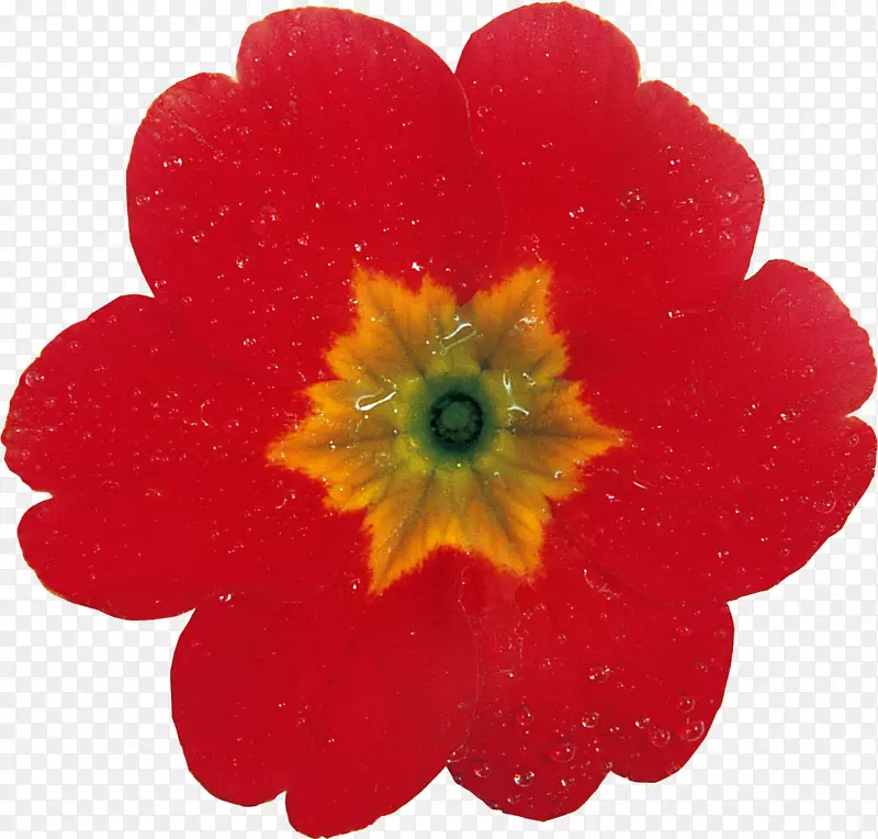 ����ֲ����꣬�������գ��ݱ�ֲ��-��-������