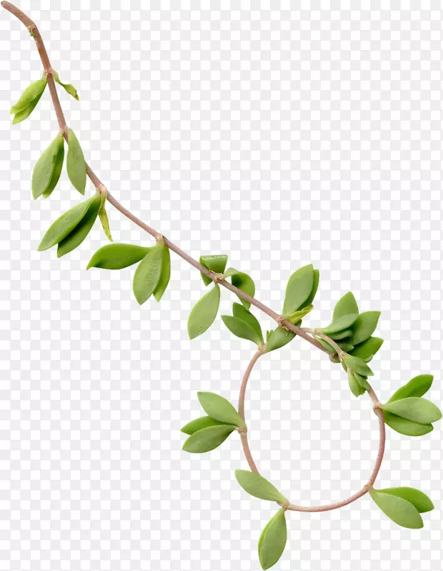 Ҷ��֦�����ͼ��-Ҷ-������