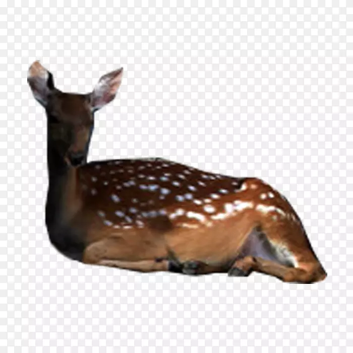 ¹ȺҰ������β��½������-¹-������