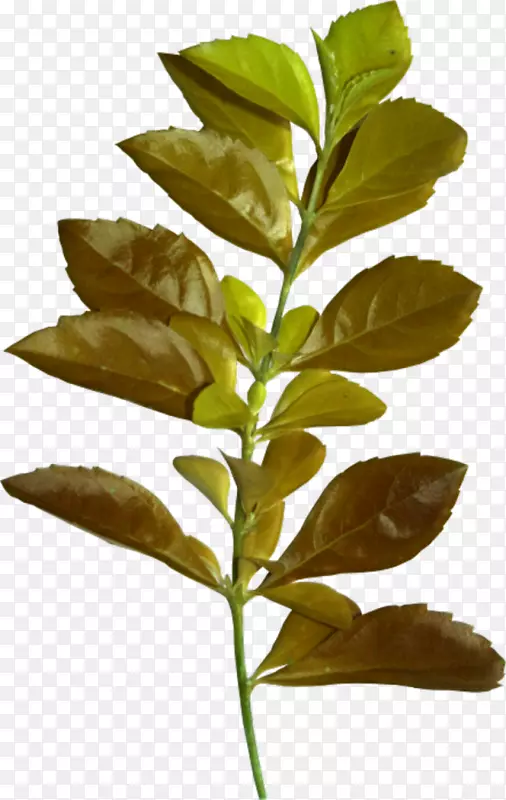 Ҷ�����ͼ�����-Ҷ-������