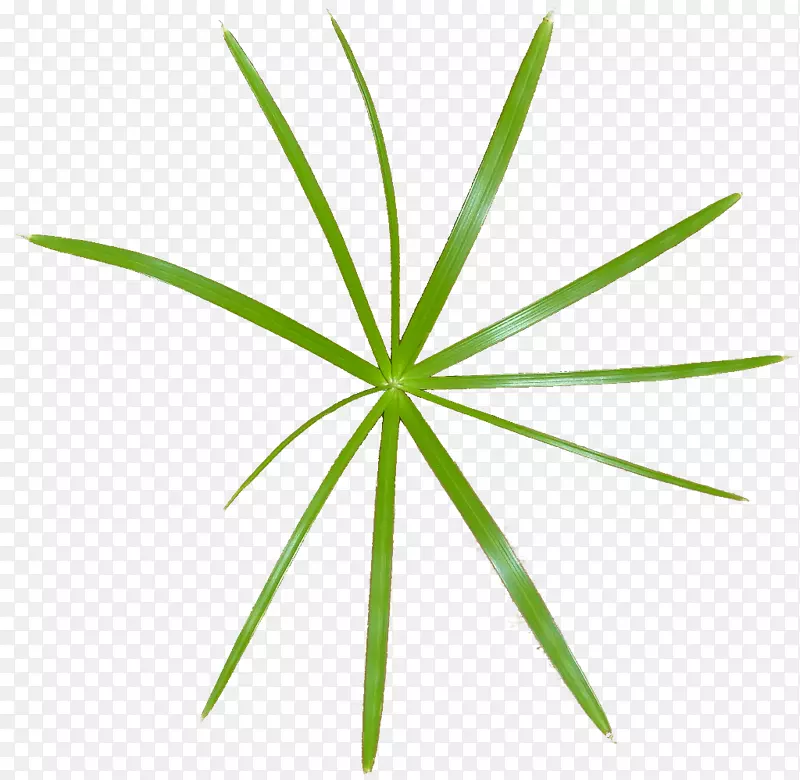 Ҷ��ֲ�ﾥҶ-������