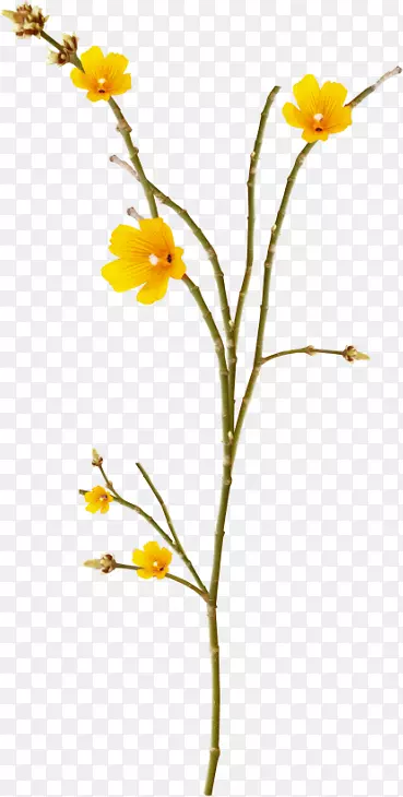 �������Ҷ������-��-������