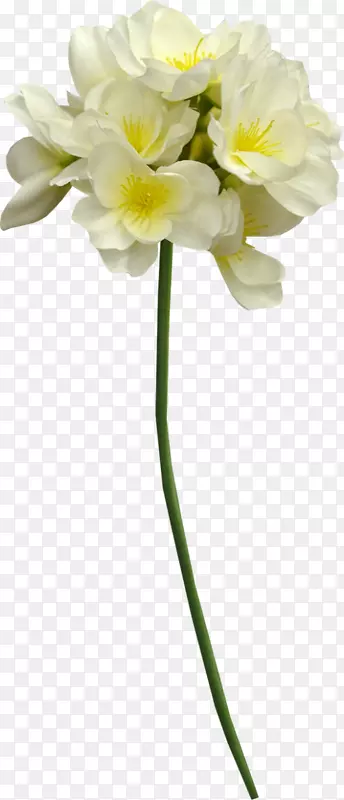 �л���������ֲ�ﾥ�׻�-������