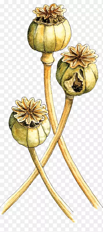 ����ֲ�ﾥ��-������