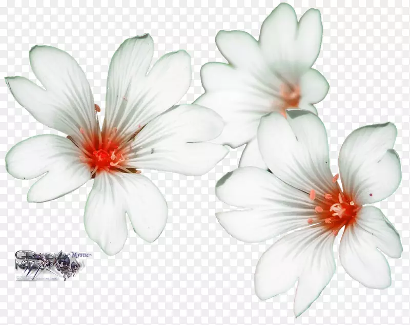 ��԰��-����-������