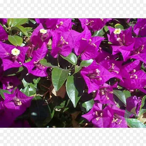 �㻨����(Jasminum Azoricum)ֲ�ﻨ��-������