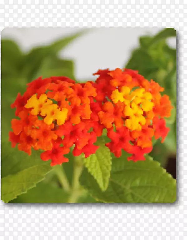 �����ɿ�����ֲ�����޲�-������