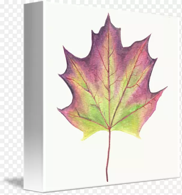 ��Ҷ��-��ҶԵ-������