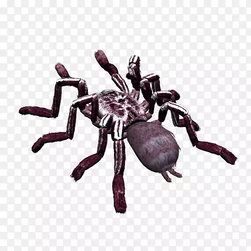 ֩��ͼ���ļ���ʽ������֩������-������