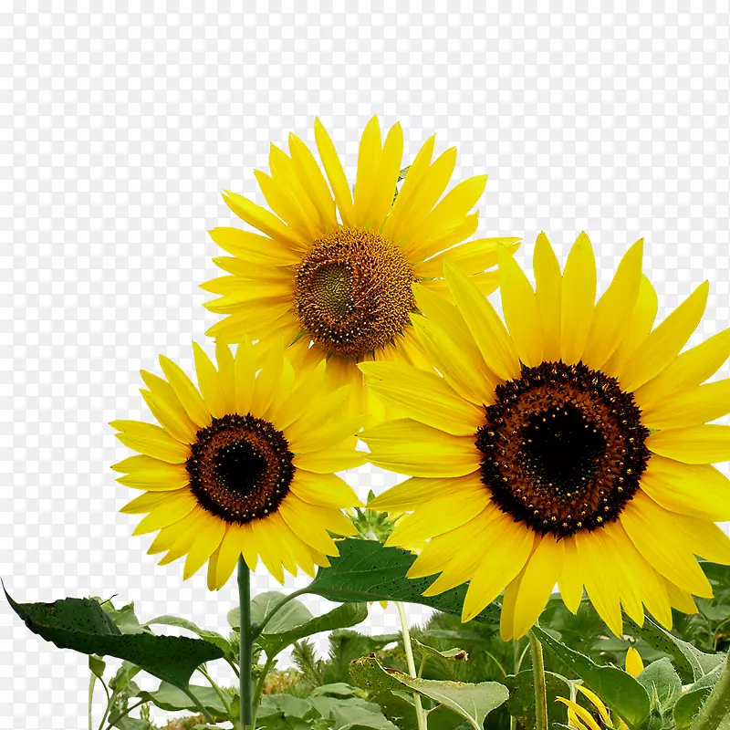 ��ͨ���տ��۷�-��ɫ���տ�װ��ͼ��-������