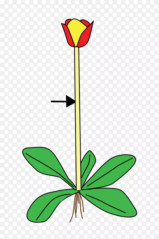 ֲ�ﾥ������Ҷ������-������