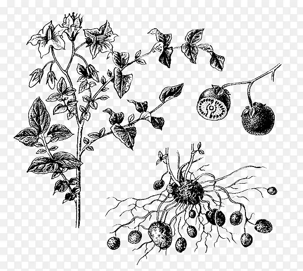 ����ֲ���������龥-�ϻ���ޣ-������