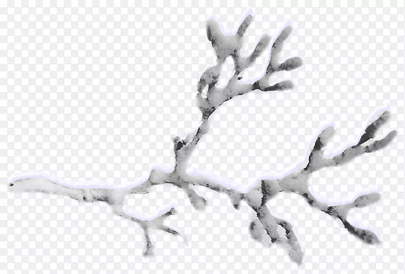 ѩ֦-��ѩ���ǵ���֦-������