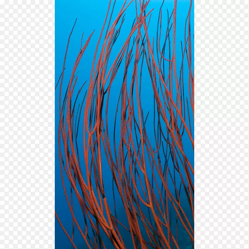 ����ʯ����ˮ��������Ⱥ-������