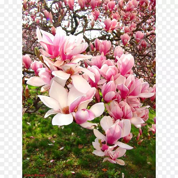 ľ�����ٺϡ������㡢ľ������������-һ��ľ��-������