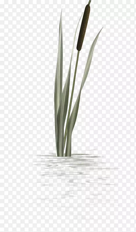 ����ֲ�ﾥ-����-������