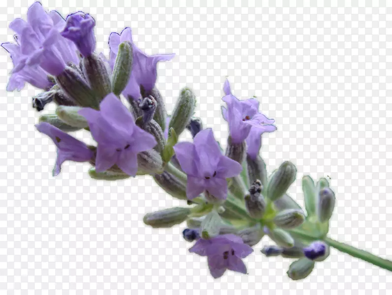 Ӣ��޹�²ݾ���.�Ե���-������