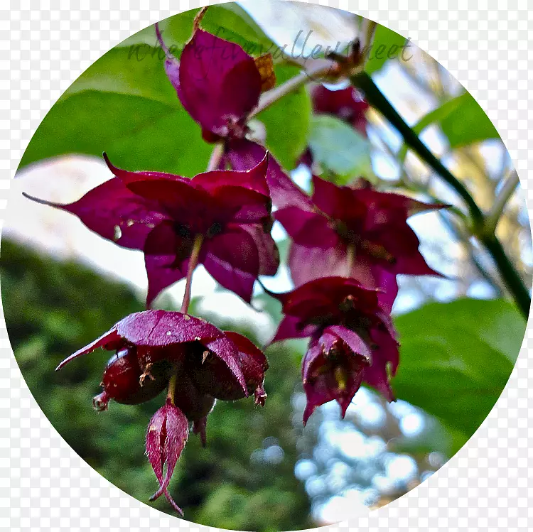 ���꿪��ֲ��-������-������