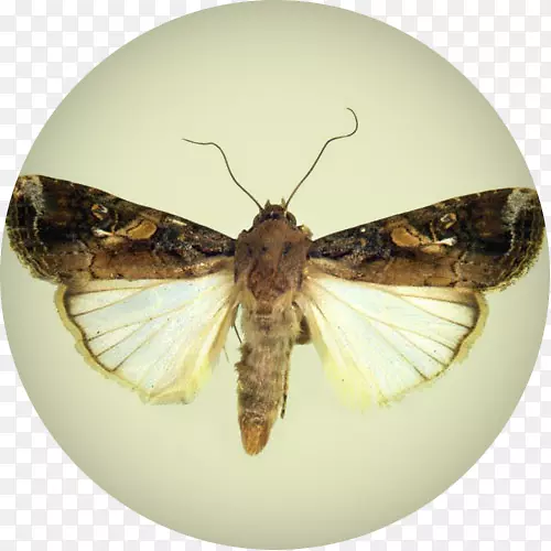 �ɶ�������ճ���������-С��-������