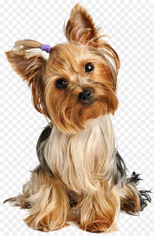 Լ�˿�С��Ȯ���Ĵ�����˿ë��Ȯ�����׵���Ȯ����ʿ����Ȯ-2018��ɰ��Ĺ�-������