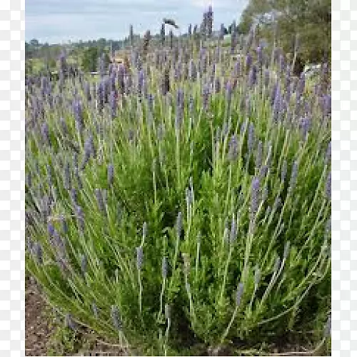 Ӣ��޹�²ݣ���״޹�²ݣ�����޹�²�-������