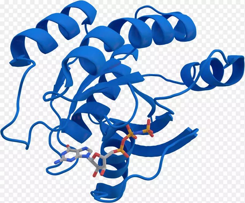 KRAS ras�Ǽ���GTPase������-����-������