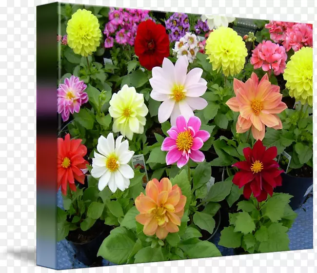 ���������л�ӣ��-���޵���ɫ-������