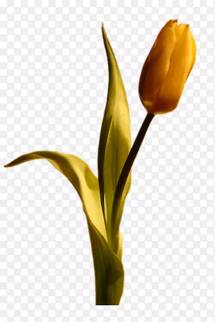 �����㻨����-��������-������